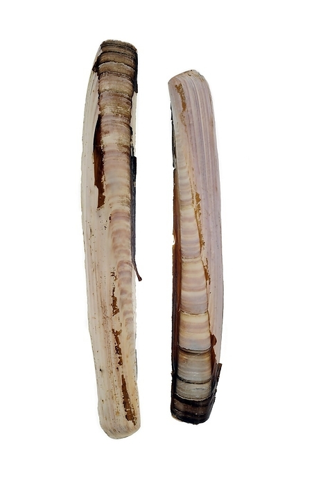 Razor shell, Razor clam, Razor fish, Sword razor (Ensis arcuatus) shells on white background