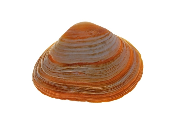Cut trough shell (Spisula subtruncata) on white background
