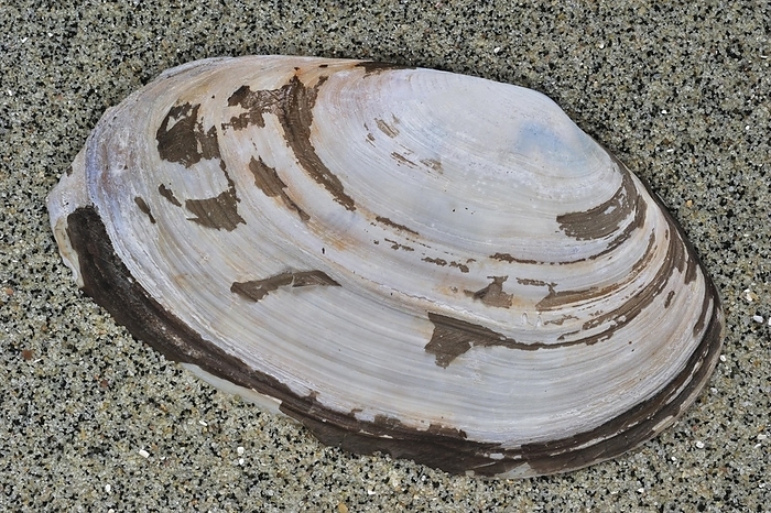 Common otter shell (Lutraria lutraria) washed on beach