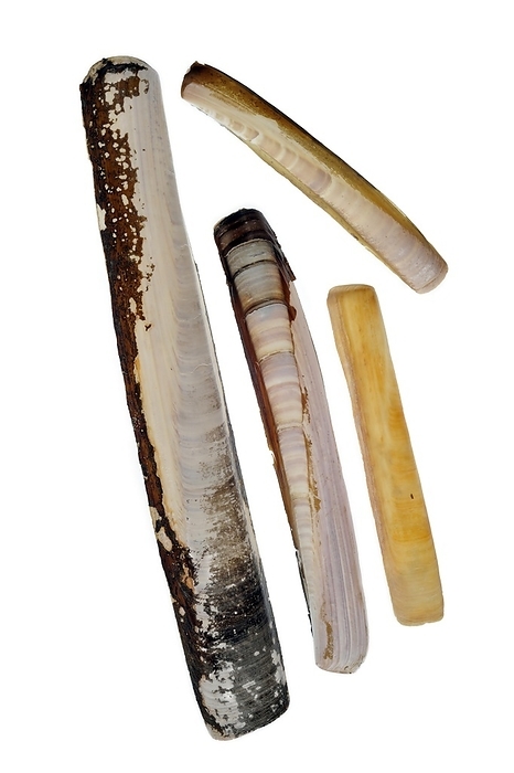 Collection of Solenidae shells: Pod razor (Ensis siliqua), Common razorfish, Sword razor (Ensis arcuatus), Atlantic jackknife, European razor clam (Ensis directus), Grooved razor shell (Solen marginatus) on white background
