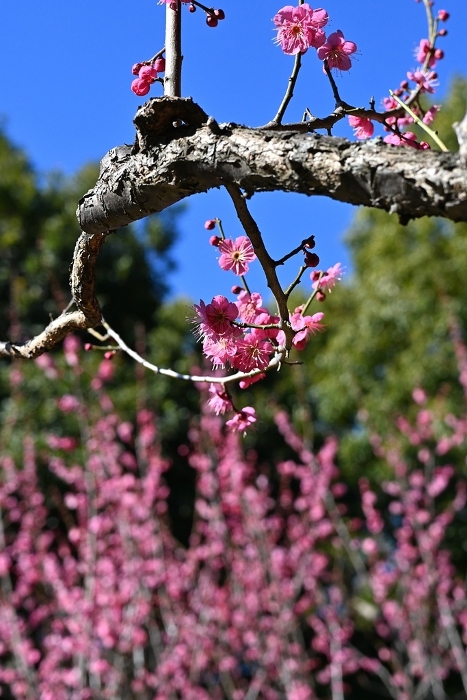 Plum Blossom, Spring, Seasonal Flower Backgrounds Web graphics.