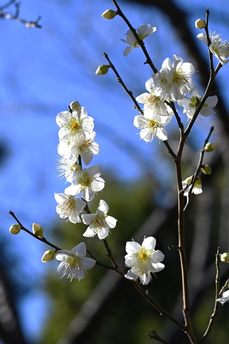 Plum Blossom, Spring, Seasonal Flower Backgrounds Web graphics.