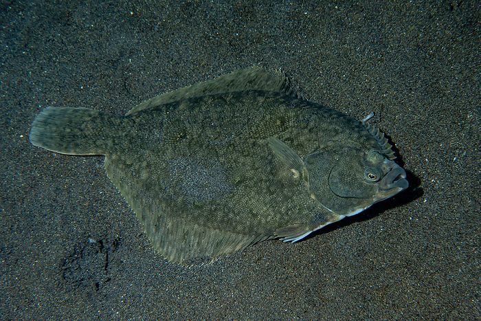 Japanese flathead flounder  Hippoglossoides dubius  Black finned flathead flounder in the water