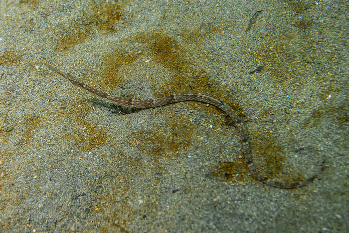 pipefish  esp. the seaweed pipefish, Syngnathus schlegeli  Underwater Yohji Fish