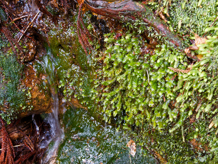 Mossy rocks and fresh water
