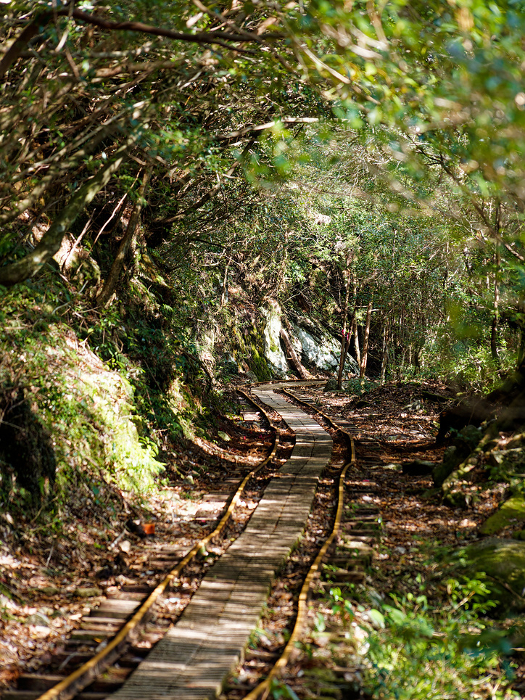 Trolley path for Jomon cedar trekking in Yakushima through the forest