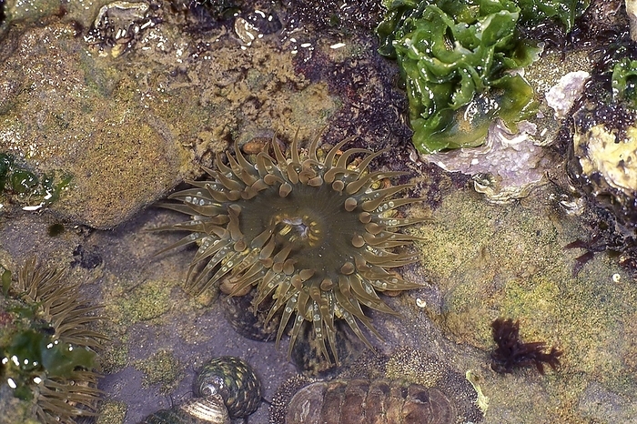 Green anemone  1 continuous cut  Spreading tentacles in a tide pool.