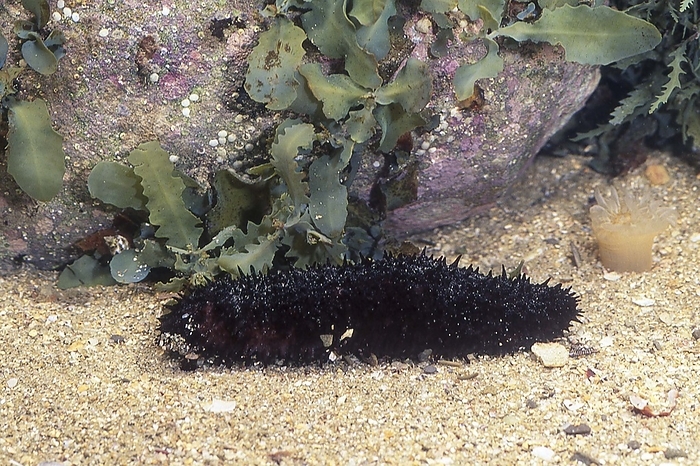 false black sea cucumber  Holothuria atra  A particularly poisonous species of sea cucumber. Inedible. When provoked, it produces a white cubicular organ from its anus.