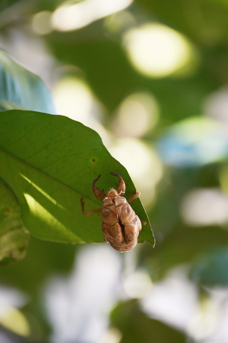 Cicada shells molting after holding onto a leaf