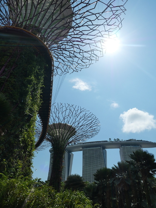 Supertree and Marina Bay Sands