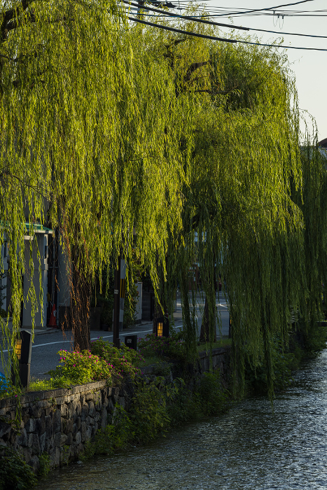 Willow tree along the Shirakawa River in Higashiyama-ku, Kyoto, Japan