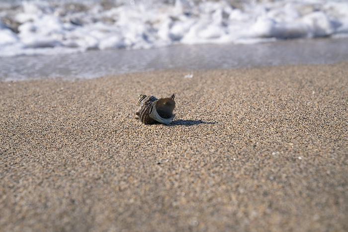 Shellfish at Nemoto Beach, Minamiboso City, Chiba Prefecture
