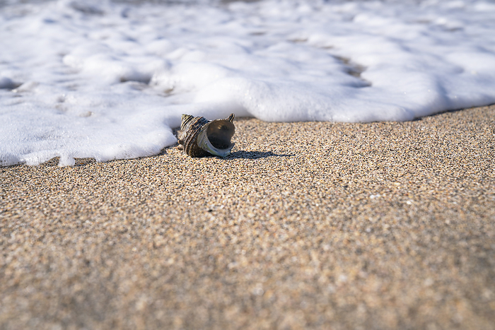 Shellfish at Nemoto Beach, Minamiboso City, Chiba Prefecture