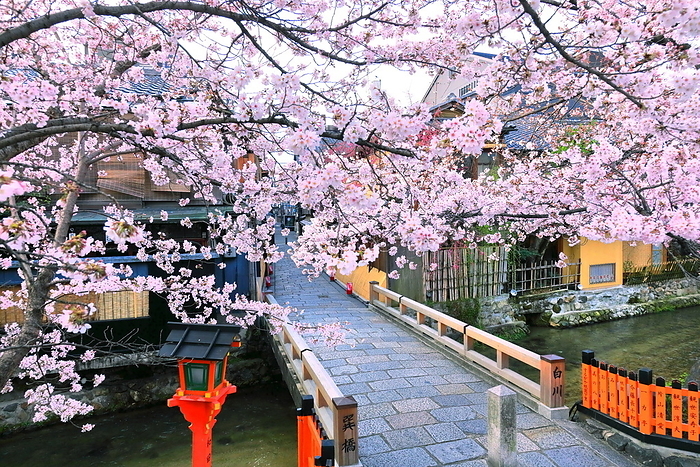 Along the Shirakawa River in Gion where cherry blossoms bloom Kyoto City, Kyoto Prefecture