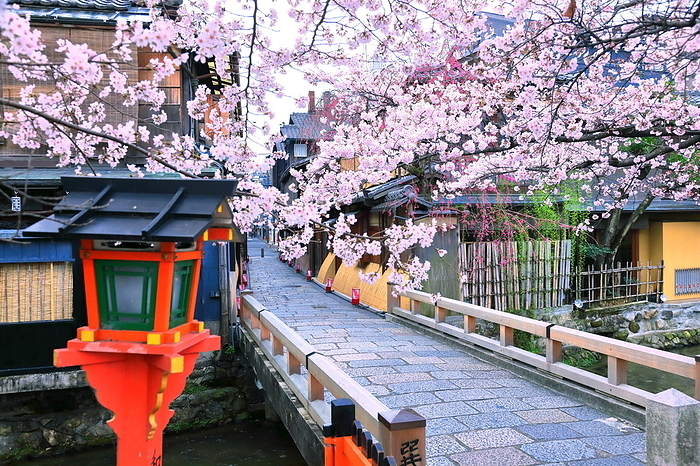 Along the Shirakawa River in Gion where cherry blossoms bloom Kyoto City, Kyoto Prefecture