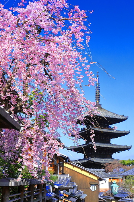 Yasaka-no-to (Pagoda of Yasaka) and Yasaka-dori Avenue in spring when weeping cherry trees are in bloom Kyoto City, Kyoto Prefecture