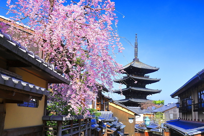 Yasaka-no-to (Pagoda of Yasaka) and Yasaka-dori Avenue in spring when weeping cherry trees are in bloom Kyoto City, Kyoto Prefecture