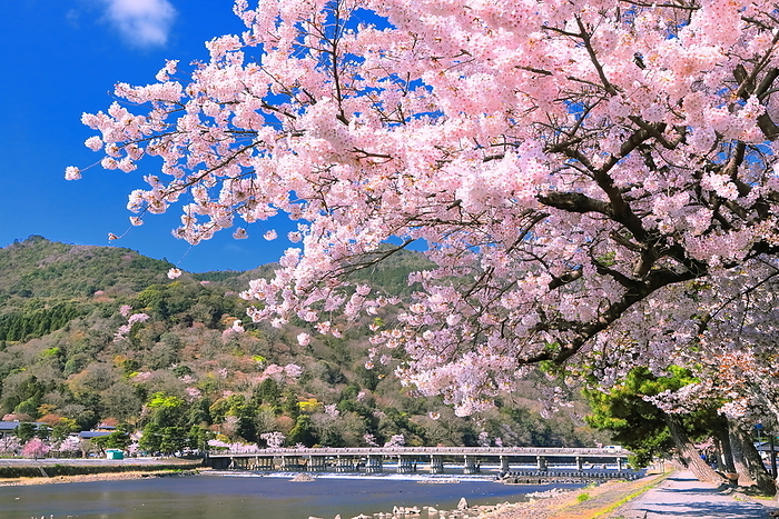 Arashiyama and Togetsu Bridge in bloom with cherry blossoms Kyoto City, Kyoto Prefecture