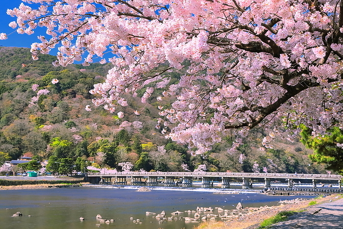 Arashiyama and Togetsu Bridge in bloom with cherry blossoms Kyoto City, Kyoto Prefecture