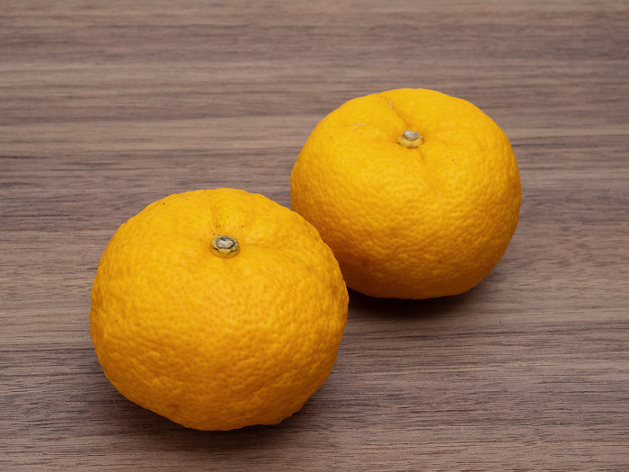 yellow yuzu (species of aromatic Asiatic citron, Citrus junos)