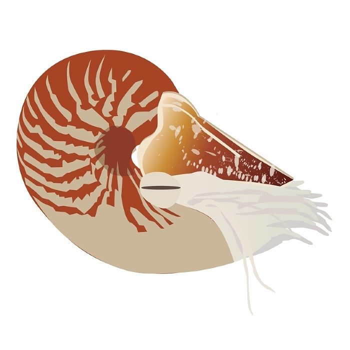 Clip art of nautilus shell