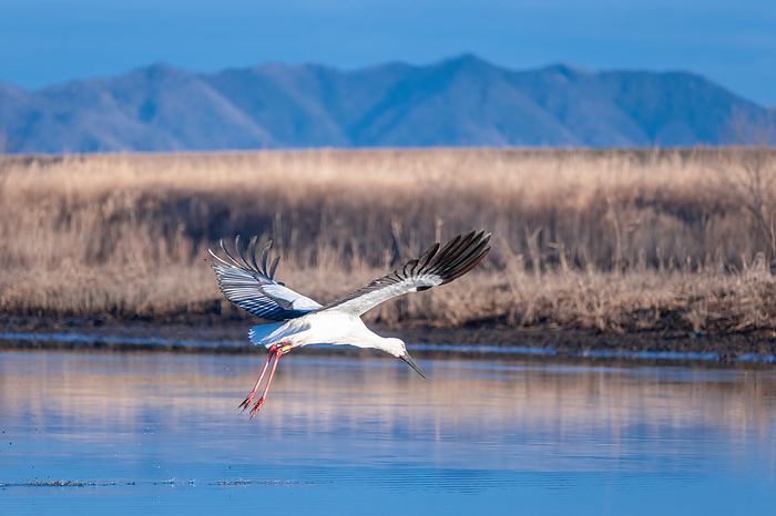 A stork gliding along the waterside of Watarase Yusui River, Tochigi Pref.