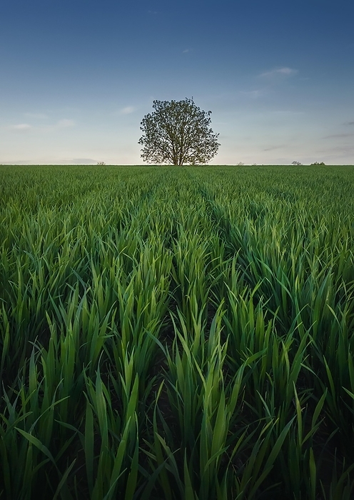 Solitary tree growing strong alone in the middle of a wheat field. Picturesque summer landscape. Beautiful scene with green grass meadow and a lonely tree under the blue sky, by PsychoShadow