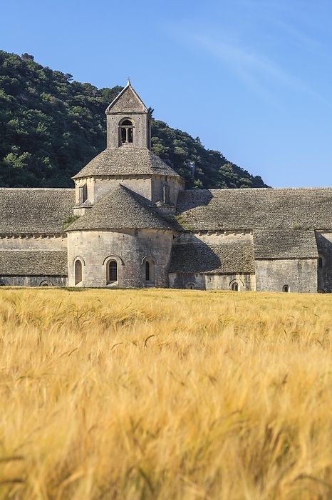 Abbey Notre-Dame de Sénanque, Sénanque Monastery, near Gordes, in front of a grain field, Provence, Provence-Alpes-Côte dAzur, Southern France, France, Europe, by AnnaReinert