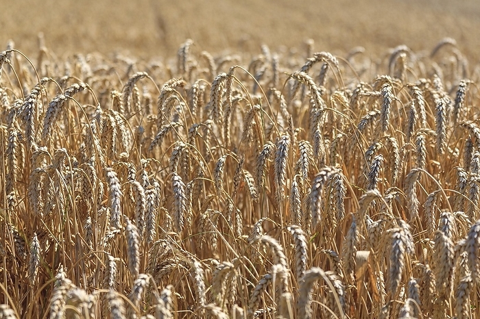 Wheat (Triticum) field, ripe wheat, Rhineland-Palatinate, Germany, Europe, by AnnaReinert