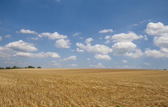 Grain field, ripe barley (Hordeum vulgare), Rhineland-Palatinate, Germany, Europe, by AnnaReinert