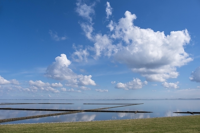 Flax in the Wadden Sea, coastal protection, Föhr, North Frisian Island, North Frisia, Schleswig-Holstein, Germany, Europe, by AnnaReinert