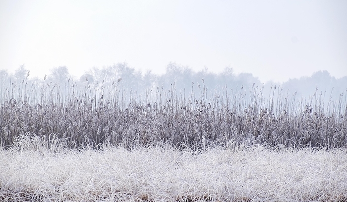 Zwillbrocker Venn, winter, grasses and reeds with hoarfrost, nature reserve, Zwillbrock, Vreden, North Rhine-Westphalia, Germany, Europe, by AnnaReinert