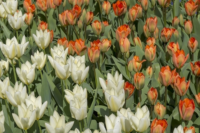 Flowerbed with white and orange tulips (Tulpia), Keukenhof, Lisse, South Holland, Netherlands, by AnnaReinert