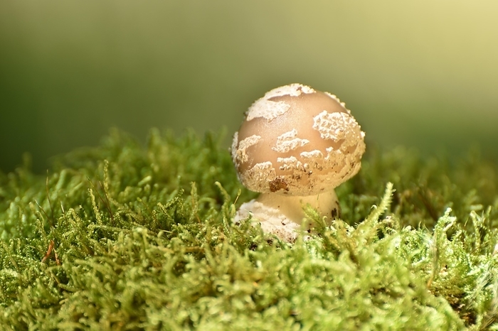 Young mushroom of the genus Amanita in late summer on a moss cushion in the forest of Hunsrück, Rhineland-Palatinate, Germany, Europe, by Angelika Schmelzer
