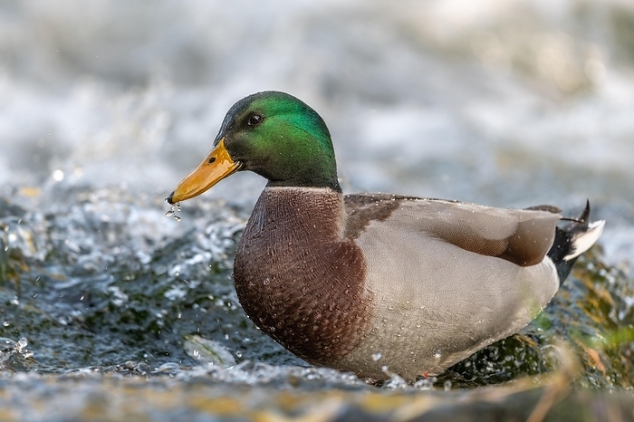 Male Mallard (Anas platyrhynchos) duck looking for food in a river. Thann, Haut-Rhin, Collectivite europeenne d'Alsace, Grand Est, France, Europe, by ncphoto