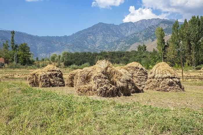 Bale of rice in field in Nishat Suth, Srinagar, Jammu Kashmir, India, Asia, by Doukdouk