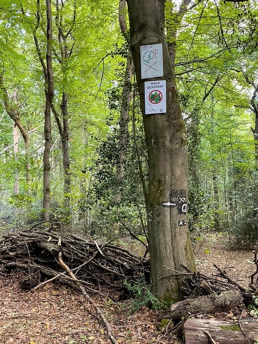 Prohibition sign Warning sign Forest closed No trespassing Old-growth island due to hazard prevention by branches and tree breakage, next to it wild path blocked by branches Trampelpfad through nature reserve, Essen-Heisingen, North Rhine-Westphalia, Germany, Europe, by Frank Schneider