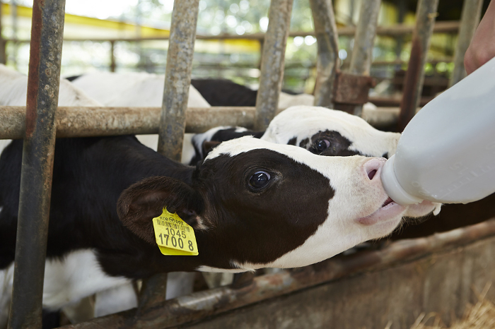 Calf drinking milk Dairy Farming Image