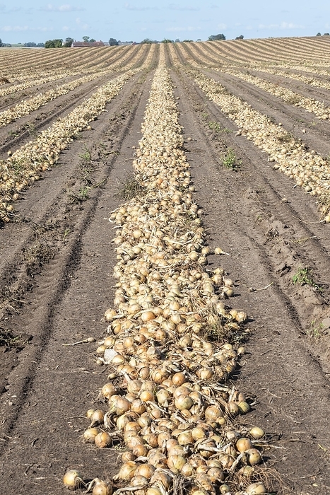 Harvested yellow onions in rows for drying in the field on Löderup, Scania, Sweden, Scandinavia, Europe, by Alf Jönsson