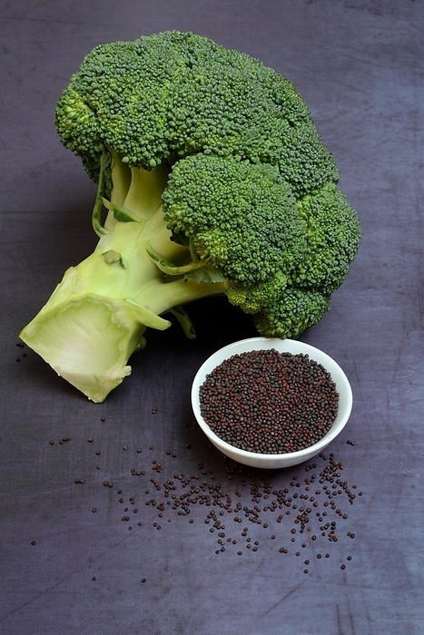 Broccoli seeds in shell and broccoli, Germany, Europe, by Jürgen Pfeiffer