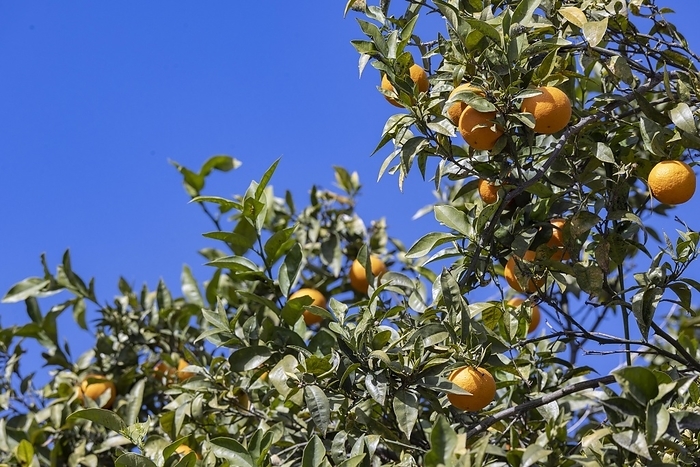 Ripe oranges, oranges against a blue sky on an orange tree, Bari Sardo, Ogliastra, Sardinia, Italy, Europe, by Jan Tepass