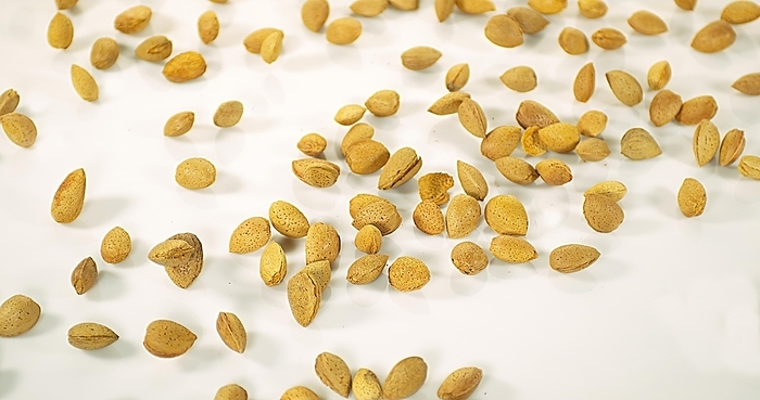 Sweet Almond (prunus dulcis), Dry Fruits Falling against White Background, by Lacz Gerard