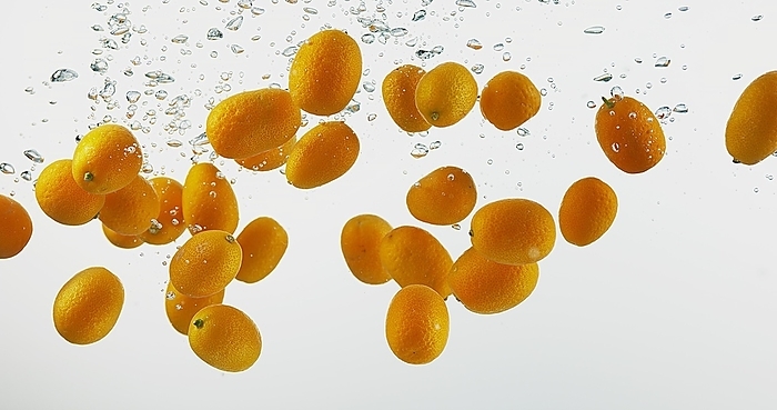 Kumquat (fortunella margarita), Fruits falling into Water against White Background, by Lacz Gerard