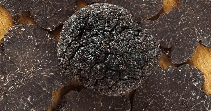Perigord Truffle (tuber melanosporum), Mushrooms, by Lacz Gerard
