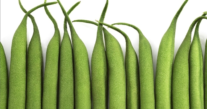 Green Beans (phaseolus vulgaris) or French Beans, Vegetable against White Background, by Lacz Gerard