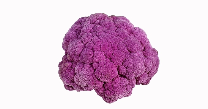 Purple Cauliflower (brassica) oleracea against Whte Background, by Lacz Gerard
