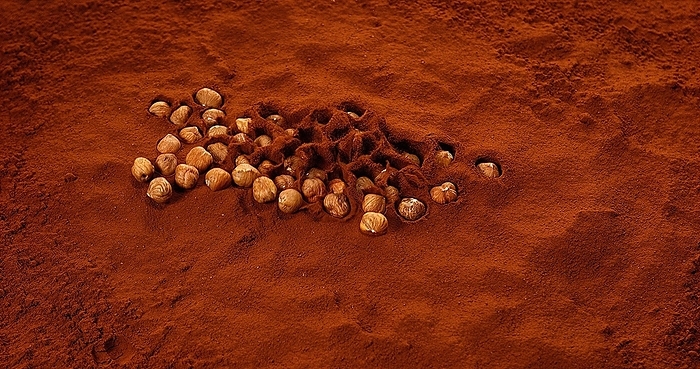 Hazelnuts Falling in Black Chocolate Powder, by Lacz Gerard