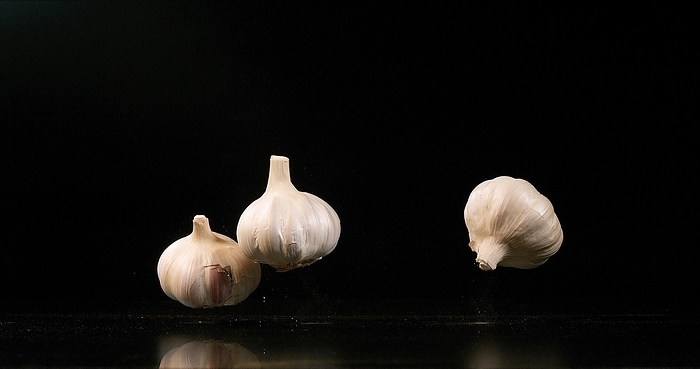 Garlic (allium) savitum, falling against Black Background, by Lacz Gerard