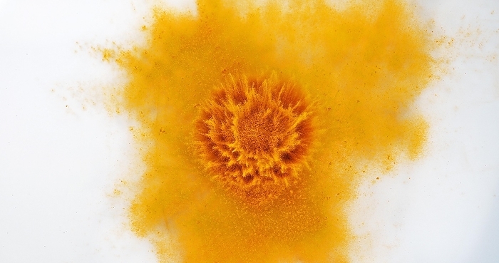 Turmeric (curcuma longa), Powder Exploding against White Background, Indian Spice, by Lacz Gerard
