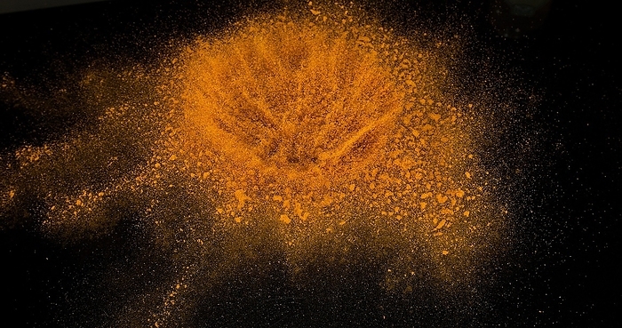 Turmeric (curcuma longa), Powder Exploding against Black Background, Indian Spice, by Lacz Gerard